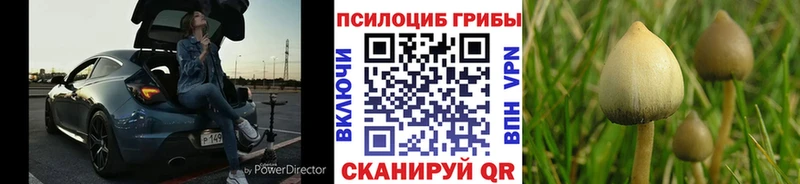 Псилоцибиновые грибы Cubensis  это как зайти  Злынка 